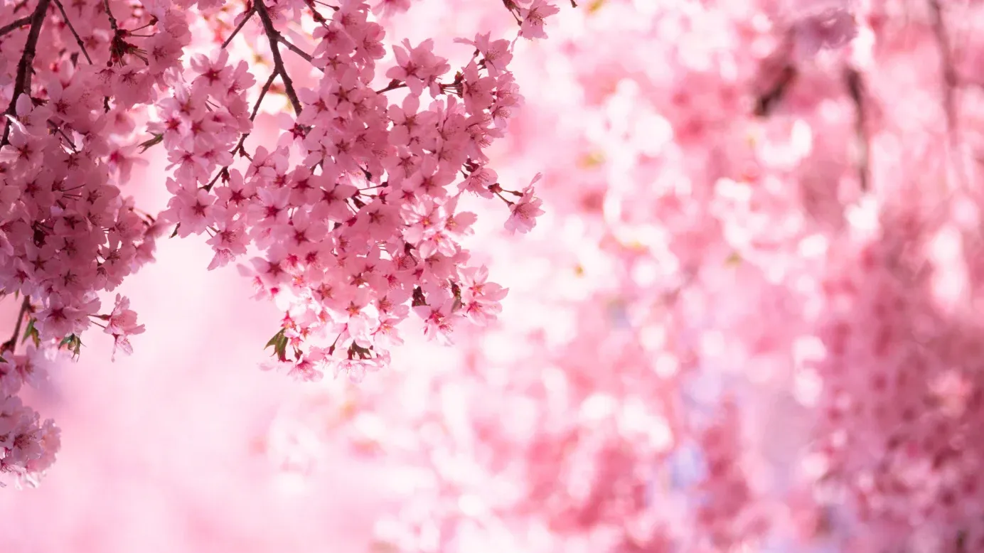 Cherry Blossom Festival Messages